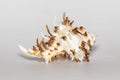 Image of chicoreus ramosus seashell common name the ramose murex or branched murex on a white background. Sea shells. Undersea Royalty Free Stock Photo
