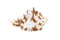 Image of chicoreus ramosus seashell common name the ramose murex or branched murex on a white background. Sea shells. Undersea