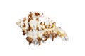 Image of chicoreus ramosus seashell common name the ramose murex or branched murex on a white background. Sea shells. Undersea Royalty Free Stock Photo