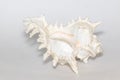 Image of chicoreus ramosus seashell on a white background. Sea shells. Undersea Animals Royalty Free Stock Photo