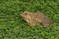 Image of Chinese edible frog, East Asian bullfrog, Taiwanese frog Hoplobatrachus rugulosus on the grass. Amphibian. Animal