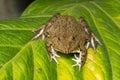 Image of Chinese edible frog, East Asian bullfrog, Taiwanese frog Hoplobatrachus rugulosus on the green leaves. Amphibian.