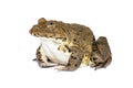 Image of Chinese edible frog, East Asian bullfrog, Taiwanese frog Hoplobatrachus rugulosus isolated on a white background.