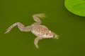 Image of Chinese edible frog, East Asian bullfrog, Taiwanese frog Hoplobatrachus rugulosus on the water. Amphibian. Animal
