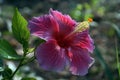 A image of Chinese Hibiscus in the sun-set.