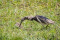 Image of Chinese Pond Heron Ardeola bacchus Royalty Free Stock Photo