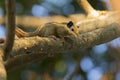 Image of Chipmunk small striped rodent. Royalty Free Stock Photo