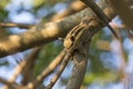 Image of Chipmunk small striped rodent. Royalty Free Stock Photo