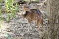 Image of a chital or spotted deer on nature background.