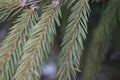 Image of Christmas Tree Needles macro Royalty Free Stock Photo