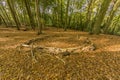 Image of a circle made with trunks in the middle of the forest Royalty Free Stock Photo