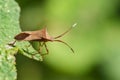 Image of Cletus trigonus Hemiptera on a green leaf. Royalty Free Stock Photo