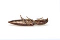 Image of click beetle isolated on white background. Insect. Animal Royalty Free Stock Photo