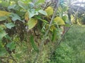 Climbing green four-angled bean on the fence