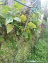 Climbing green four-angled bean on the fence