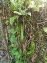 Climbing green four-angled bean on the fence