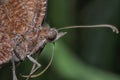 Close shot of the common palmfly butterfly.