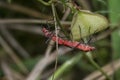Close shot of the tiny leptocoris augur mating. Royalty Free Stock Photo
