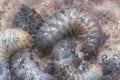 Close shot of the white soil beetle larvae Royalty Free Stock Photo
