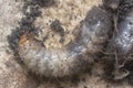 Close shot of the white soil beetle larvae Royalty Free Stock Photo