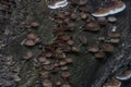 Close shots of the tiny Psathyrella piluliformis fungi on the decay tree trunk.