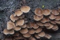 Close shots of the tiny Psathyrella piluliformis fungi on the decay tree trunk. Royalty Free Stock Photo