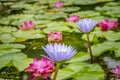 close up of amazing beautiful pink and purple lotus flowers over pink lotus with lotus leaf background Royalty Free Stock Photo