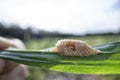 Close up of the brown-colored mantid egg case on the blade of grass. Royalty Free Stock Photo