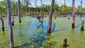Close up of dead tree trunks in swamp with green algae Royalty Free Stock Photo