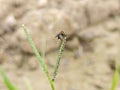 Hunchback bee fly perching on the tips of the weed grass. Royalty Free Stock Photo