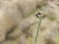 Hunchback bee fly perching on the tips of the weed grass. Royalty Free Stock Photo