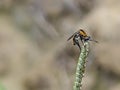 Hunchback bee fly perching on the tips of the weed grass. Royalty Free Stock Photo