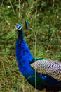 Close-up portrait of beautiful peacock.... Royalty Free Stock Photo