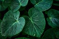 Image Close up of rain kissed green leaves, water droplets glisten delicately Royalty Free Stock Photo