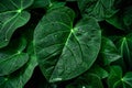 Image Close up of rain kissed green leaves, water droplets glisten delicately Royalty Free Stock Photo