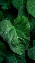 Image Close up of rain kissed green leaves, water droplets glisten delicately Royalty Free Stock Photo