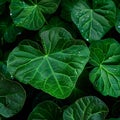 Image Close up of rain kissed green leaves, water droplets glisten delicately Royalty Free Stock Photo