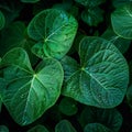 Image Close up of rain kissed green leaves, water droplets glisten delicately Royalty Free Stock Photo