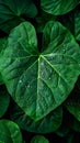 Image Close up of rain kissed green leaves, water droplets glisten delicately Royalty Free Stock Photo