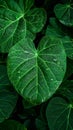 Image Close up of rain kissed green leaves, water droplets glisten delicately Royalty Free Stock Photo