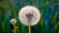 Image Close up shot presents soft focused blue abstract dandelion flower background Royalty Free Stock Photo