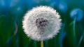 Image Close up shot presents soft focused blue abstract dandelion flower background Royalty Free Stock Photo