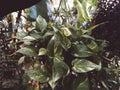 The image is a close-up of some leaves, likely taken outdoors in a garden.