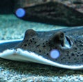 Image of close up of stingray fish with detail swimming underwater