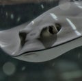 Image of close up of stingray fish with detail swimming underwater