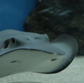 Image of close up of stingray fish with detail swimming underwater