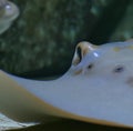 Image of close up of stingray fish with detail swimming underwater