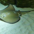 Image of close up of stingray fish with detail swimming underwater