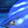 Image of close up of stingray fish with detail swimming underwater