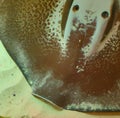 Image of close up of stingray fish with detail swimming underwater